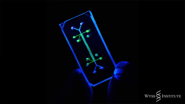 Organs-on-a-chip, Donald Ingber y Dan Dongeun Huh, 2015.