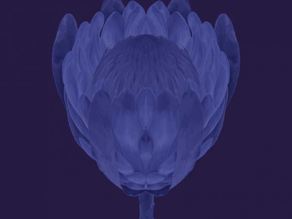 blueseries-flower2.jpg
