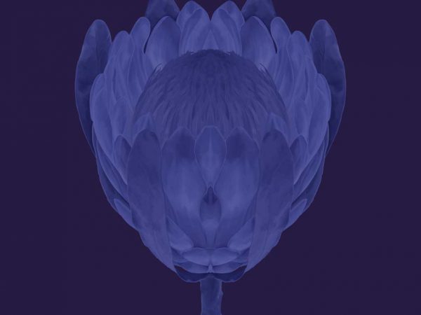 blueseries-flower2.jpg