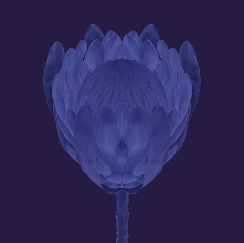 blueseries-flower2.jpg