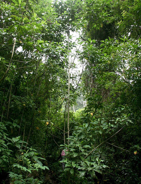 Bosque de reforestación. © LFQ