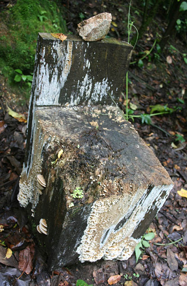 Bosque en los bordes de Prusia. © LFQ