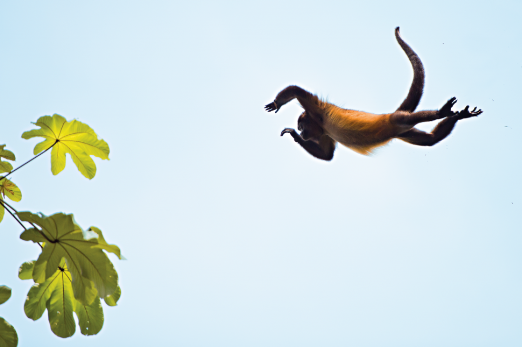 Salto de una de las criaturas que se mueve de rama en rama por el bosque. © Fundación Árboles Mágicos.