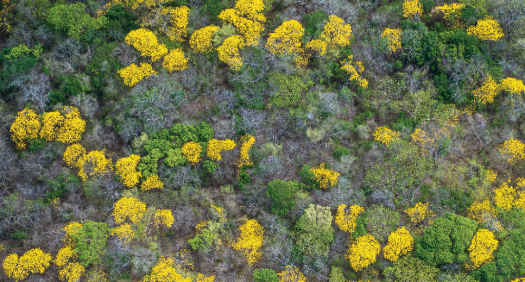 Imagen aérea del bosque seco, Lomas de Bambudal con la floración del cortez amarillo –Tabebuia ochracea. © Fundación Árboles Mágicos.