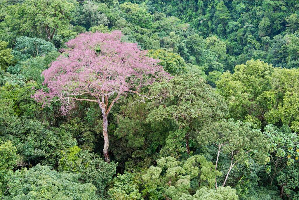 Un vistoso ejemplar inmerso en la espesura del bosque. © Fundación Árboles Mágicos.