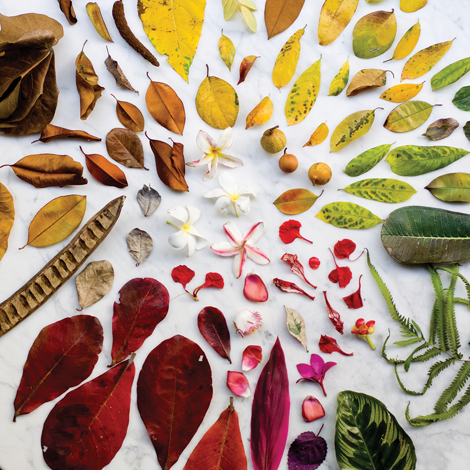 Las flores recogidas , frutas y hojas dispuestas para su análisis adicional, The Tropicals, The Rug Makers and Outofstock, 2016.