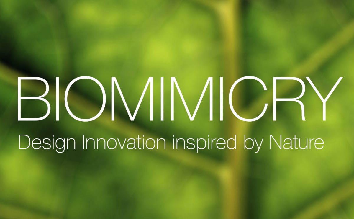 1º edición concurso Biomimicry, 2016.