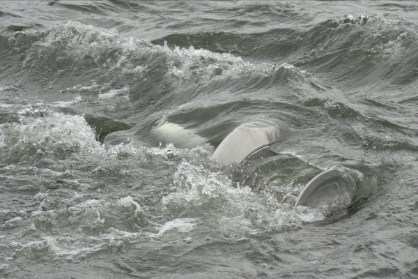 River Turbine, Idénergie, 2016.