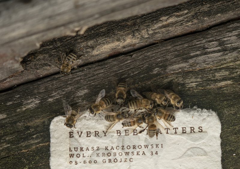 Bee Saving Paper, el papel con alimento para abejas de Saatchi & Saatchi y City Bees. Fotografía: Filip Żołyński