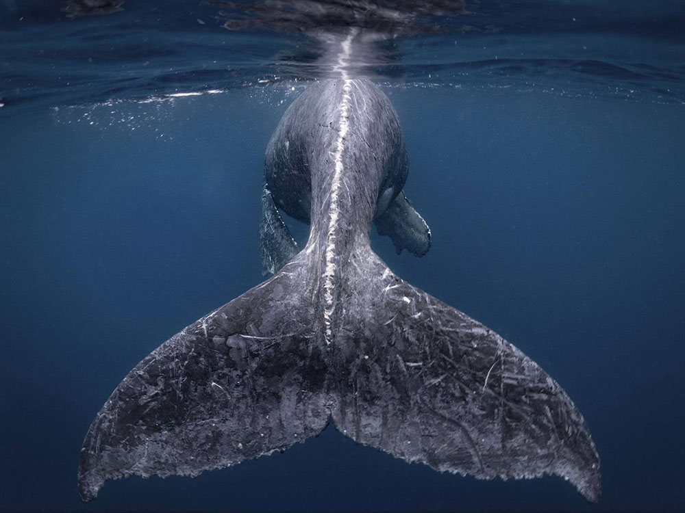 Las fotografías de viaje ganadoras del concurso National Geographic 2018