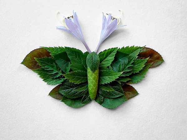 Natura Insects, los insectos florales de Raku Inoue