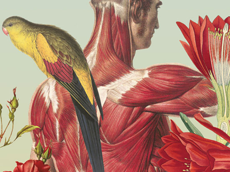 Ciencias naturales, una serie de Juan Gatti. Ilustraciones sin piel