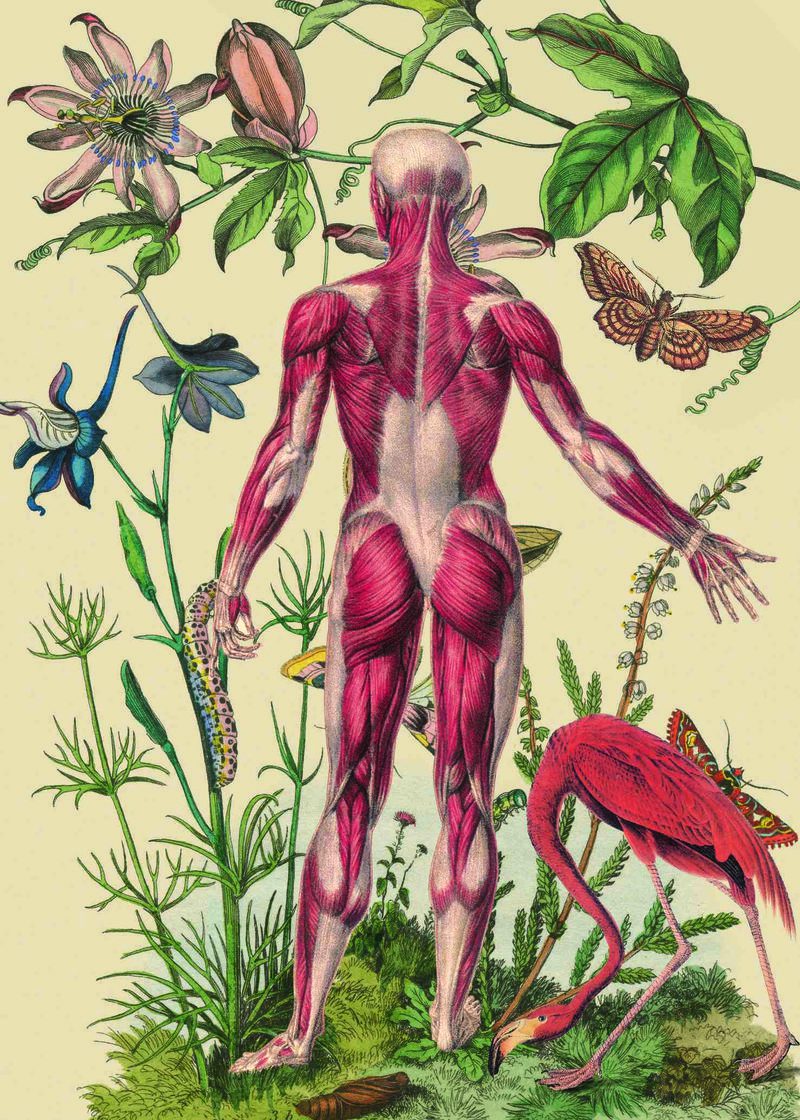 Ciencias naturales, una serie de Juan Gatti. Ilustraciones sin piel