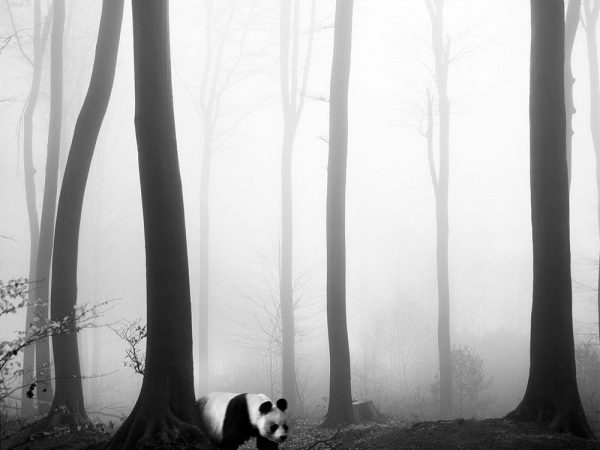 Tierwald, la serie fotográfica de Frank Machalowski. Animales en blanco y negro