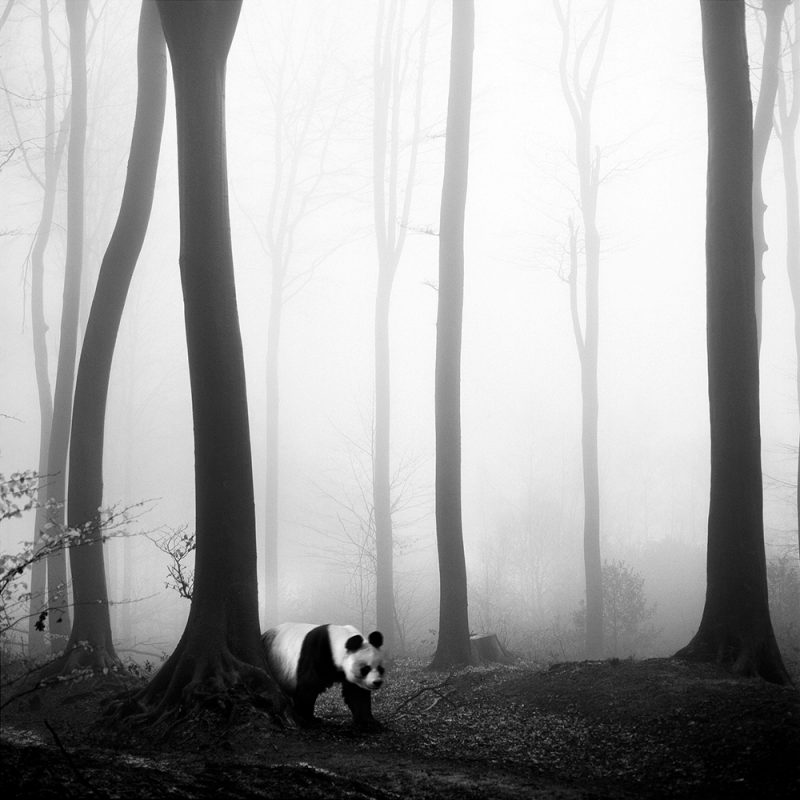 Tierwald, la serie fotográfica de Frank Machalowski. Animales en blanco y negro