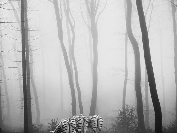 Tierwald, la serie fotográfica de Frank Machalowski. Animales en blanco y negro