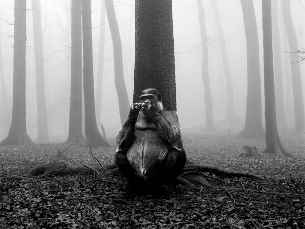 Tierwald, la serie fotográfica de Frank Machalowski. Animales en blanco y negro