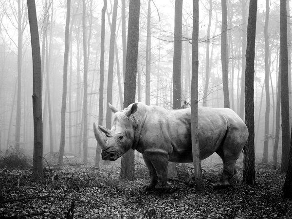 Tierwald, la serie fotográfica de Frank Machalowski. Animales en blanco y negro