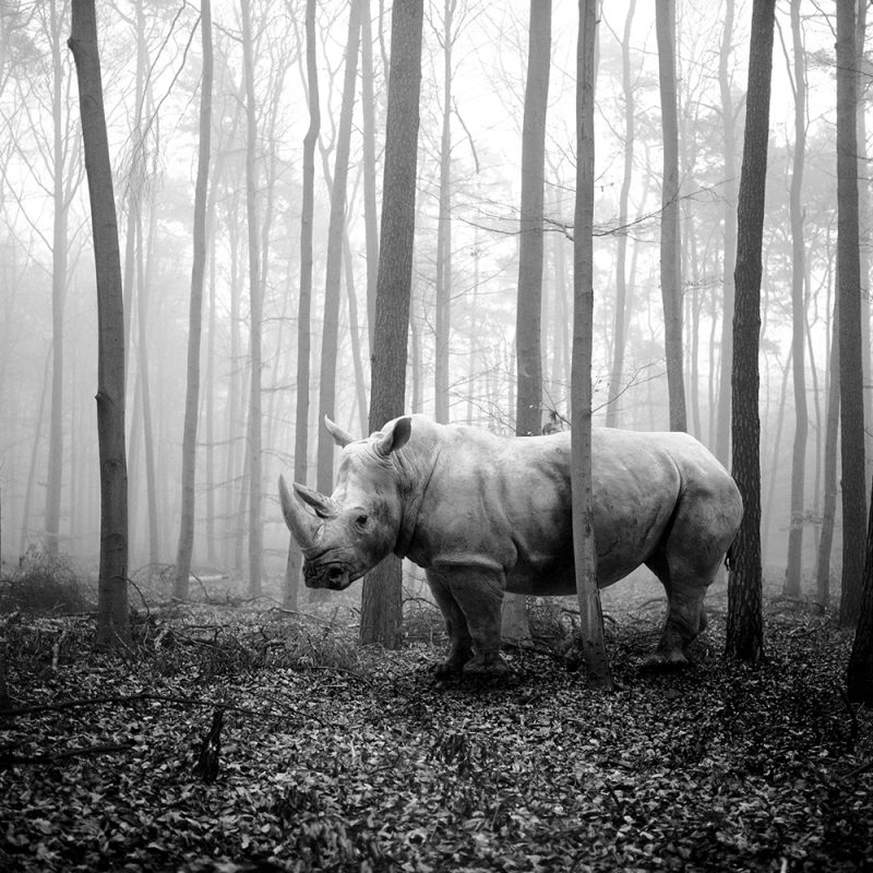 Tierwald, la serie fotográfica de Frank Machalowski. Animales en blanco y negro