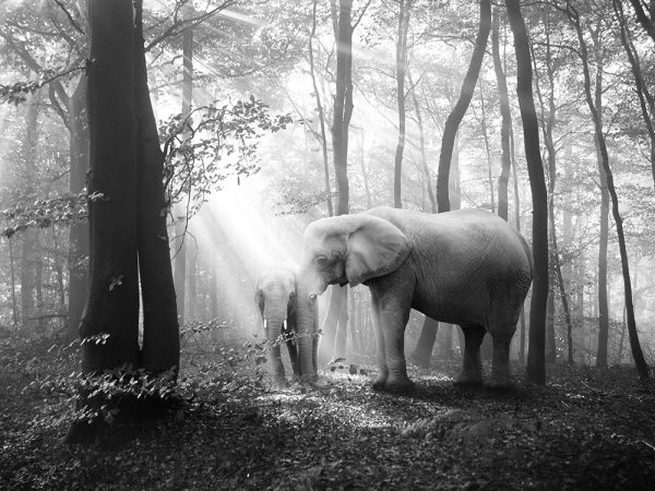 Tierwald, la serie fotográfica de Frank Machalowski. Animales en blanco y negro