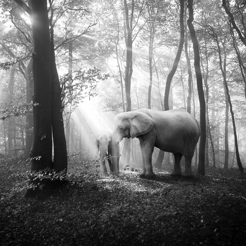 Tierwald, la serie fotográfica de Frank Machalowski. Animales en blanco y negro