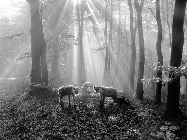 Tierwald, la serie fotográfica de Frank Machalowski. Animales en blanco y negro