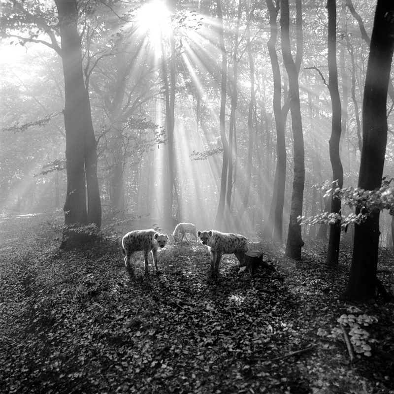 Tierwald, la serie fotográfica de Frank Machalowski. Animales en blanco y negro
