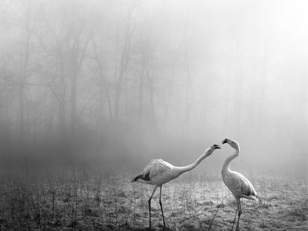 Tierwald, la serie fotográfica de Frank Machalowski. Animales en blanco y negro