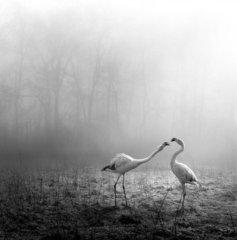 Tierwald, la serie fotográfica de Frank Machalowski. Animales en blanco y negro