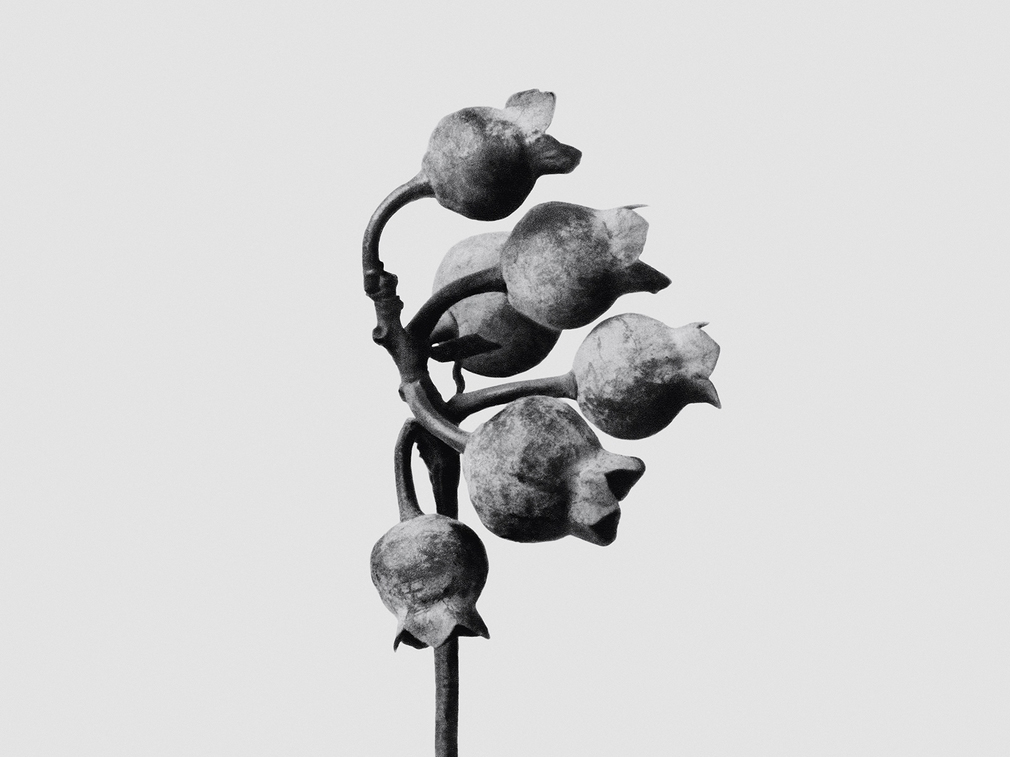 Karl Blossfeldt. Urformen der Kunst, flores en el Museo Nacional Thyssen-Bornemisza