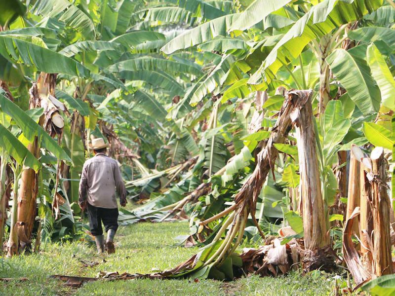 Indianes crea los primeros zapatos hechos con fibra de plátano extraída de desechos agrícolas