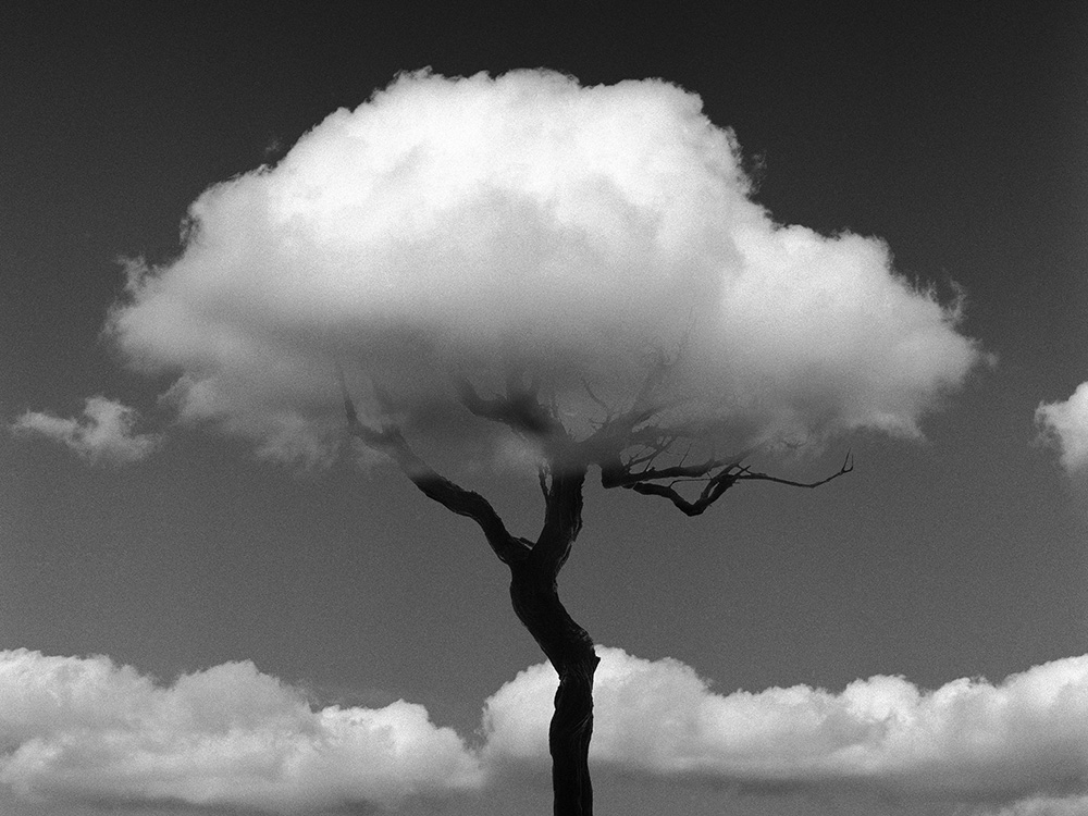 La naturaleza de las cosas, la fotografía de Chema Madoz en el Jardín Botánico de Madrid