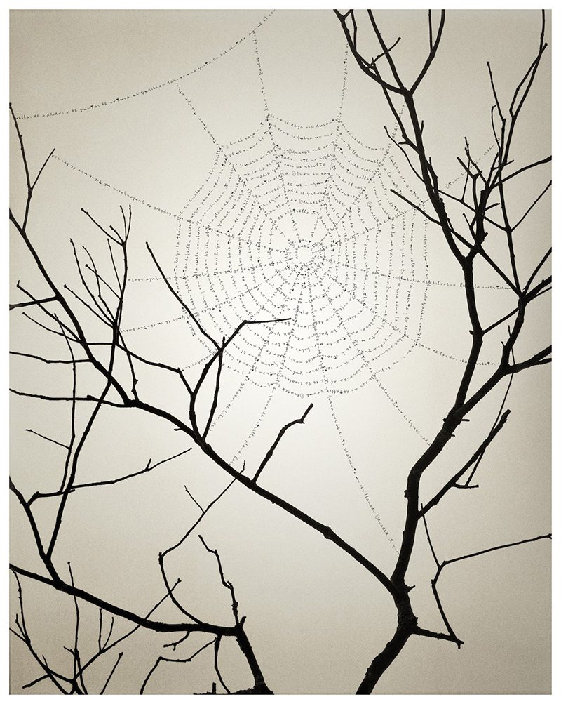 La naturaleza de las cosas, la fotografía de Chema Madoz en el Jardín Botánico de Madrid