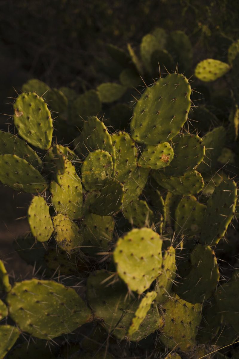 Prickly Pear y el oficio de crear luz según Mickaël Koska