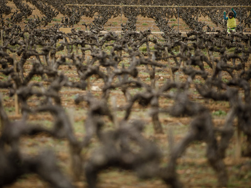 Cultivare: la brutal gráfica de vinos de Ladyssenyadora. Creatividad con denominación de origen