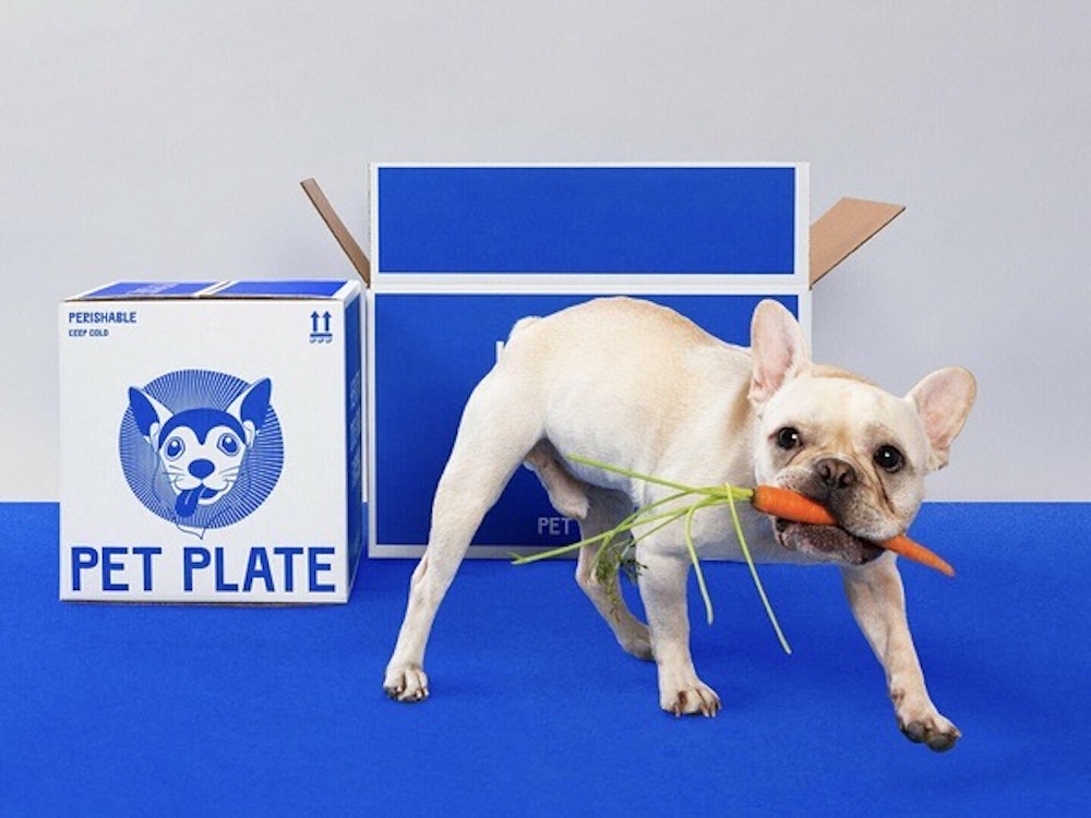 Walsh da vida y personalidad a Pet Plate. Alimento para perros de alta gama