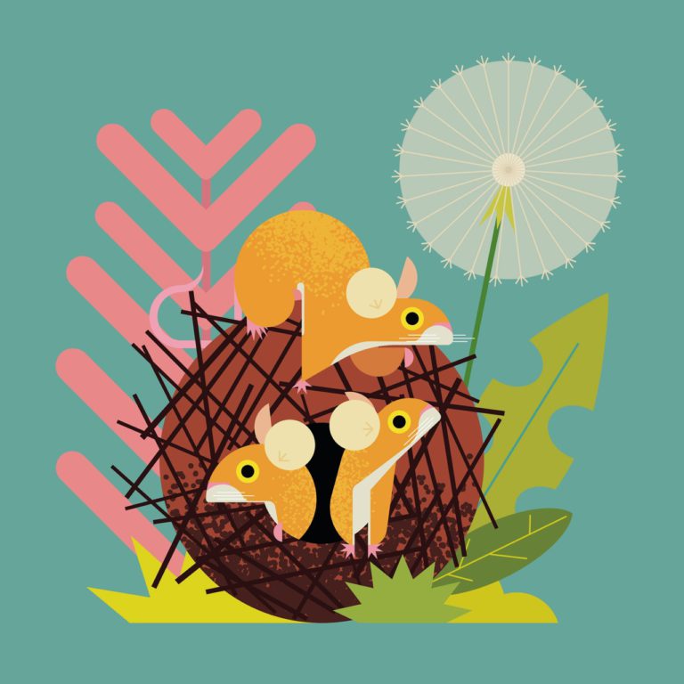 La ilustración «animalista» de George Tonks. Geometría, color y